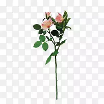 月季-空若网 月季-空若网