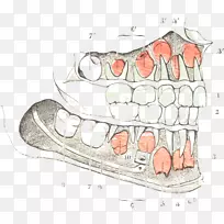 指尖牙颌设计-空若网 指尖牙颌设计-空若网