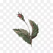 水彩画-叶芽-空若网 水彩画-叶芽-空若网