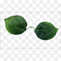 法国绣球花绿叶-空若网 法国绣球花绿叶-空若网