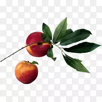 水果沙拉电脑图标图像文件格式-xr-空若网 水果沙拉电脑图标图像文件格式-xr-空若网