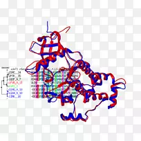 同源性建模序列比对科学建模生物信息学同源性-空若网 同源性建模序列比对科学建模生物信息学同源性-空若网