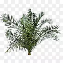 棕榈树-空若网 棕榈树-空若网