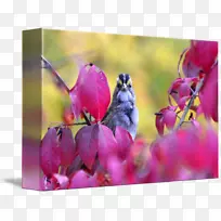 花芽植物茎近距离燃烧灌木-空若网 花芽植物茎近距离燃烧灌木-空若网