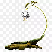 花枝博客-花-空若网 花枝博客-花-空若网