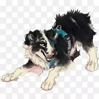 犬种边境牧羊犬粗野牧羊犬鼻子-小狗-空若网 犬种边境牧羊犬粗野牧羊犬鼻子-小狗-空若网