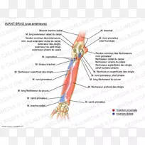 桡侧腕短肌系统伸指肌-空若网 桡侧腕短肌系统伸指肌-空若网