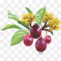 水果葡萄信息浆果葡萄-空若网 水果葡萄信息浆果葡萄-空若网