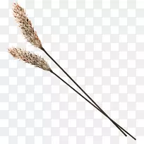 草下载枯萎小麦-空若网 草下载枯萎小麦-空若网