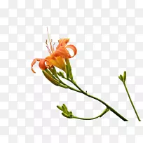 ���ĸ�׽����˲�-������