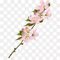 电脑图标剪贴画干花-空若网 电脑图标剪贴画干花-空若网