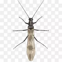 �ó棬���Ǽ׳棬�г�����棬��Ӭ-����-������