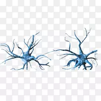 神经元神经系统全息-空若网 神经元神经系统全息-空若网