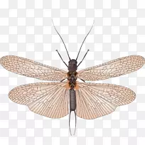 ��������-������