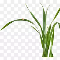 ���ֲ�ﾥҶ��Ʒ��Ҷ-������