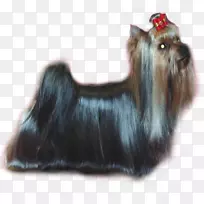 约克郡猎犬斯凯猎犬澳大利亚丝绸猎犬凯恩猎犬-空若网 约克郡猎犬斯凯猎犬澳大利亚丝绸猎犬凯恩猎犬-空若网