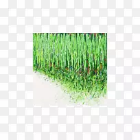 画布画香根草杂志记录丙烯酸颜料-永远不要说再见-空若网 画布画香根草杂志记录丙烯酸颜料-永远不要说再见-空若网