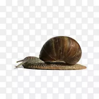 蜗牛昆虫下载-躺著的饥饿蜗牛-空若网 蜗牛昆虫下载-躺著的饥饿蜗牛-空若网