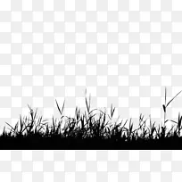 剪影-免费摄影剪贴画-杂乱无章的草-空若网 剪影-免费摄影剪贴画-杂乱无章的草-空若网