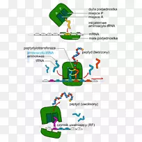 转移RNA翻译蛋白生物合成dna-细胞分裂-空若网 转移RNA翻译蛋白生物合成dna-细胞分裂-空若网