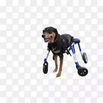 狗繁殖小狗带鼻子-小狗-空若网 狗繁殖小狗带鼻子-小狗-空若网