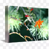 开花植物-空若网 开花植物-空若网