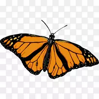 帝王蝶,刷足蝴蝶,昆虫蝴蝶-空若网 帝王蝶,刷足蝴蝶,昆虫蝴蝶-空若网