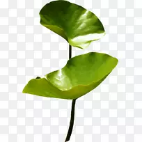 ������źˮ��ֲ��-������-������