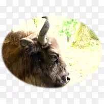 牛山羊野生动物陆生动物鼻子-山羊-空若网 牛山羊野生动物陆生动物鼻子-山羊-空若网