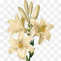 植物学插图植物学版画花-空若网 植物学插图植物学版画花-空若网