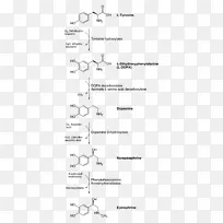 儿茶酚胺生物合成去甲肾上腺素生物化学生物合成-空若网 儿茶酚胺生物合成去甲肾上腺素生物化学生物合成-空若网