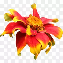 印加百合花切花美人蕉花瓣波斯猫-空若网 印加百合花切花美人蕉花瓣波斯猫-空若网