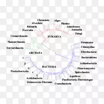 系统发育树线角系统发育图-生命树-空若网 系统发育树线角系统发育图-生命树-空若网