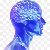 蓝脑计划人脑神经科学电刺激脑电-脑-空若网 蓝脑计划人脑神经科学电刺激脑电-脑-空若网