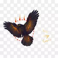 秃鹰喙鹰-空若网 秃鹰喙鹰-空若网