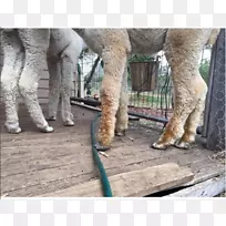 ���ձ��ӣ�����-����-������