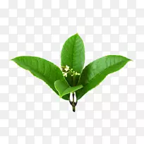 桂花叶樱花-樱桃图片-空若网 桂花叶樱花-樱桃图片-空若网