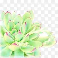 肉质植物水彩画-吉林肉质宝贝-空若网 肉质植物水彩画-吉林肉质宝贝-空若网