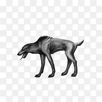 狗白色野生动物犬科犬-空若网 狗白色野生动物犬科犬-空若网