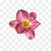 花瓣切花百合花束-空若网 花瓣切花百合花束-空若网