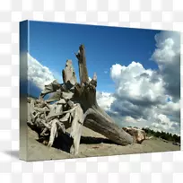 ��������������Ӱ����ľ-��-������