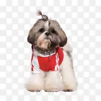 澳大利亚丝质猎犬小狗猫宠物摄影-穿着宠物狗-空若网 澳大利亚丝质猎犬小狗猫宠物摄影-穿着宠物狗-空若网