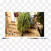 花盆草,室内植物,草本槟榔.蜘蛛植物-空若网 花盆草,室内植物,草本槟榔.蜘蛛植物-空若网