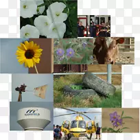 花盆花卉设计.设计-空若网 花盆花卉设计.设计-空若网