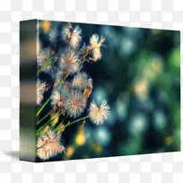 昆虫画廊包帆布桌面壁纸艺术.昆虫-空若网 昆虫画廊包帆布桌面壁纸艺术.昆虫-空若网