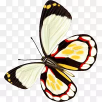 蝴蝶昆虫-蝴蝶-空若网 蝴蝶昆虫-蝴蝶-空若网