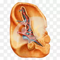 循环系统淋巴系统脾生物学小学-空若网 循环系统淋巴系统脾生物学小学-空若网