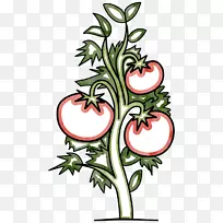 番茄花卉设计植物切花-番茄-空若网 番茄花卉设计植物切花-番茄-空若网