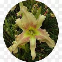 黄花菜开花植物绿化带-空若网 黄花菜开花植物绿化带-空若网