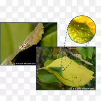 ���溦-������